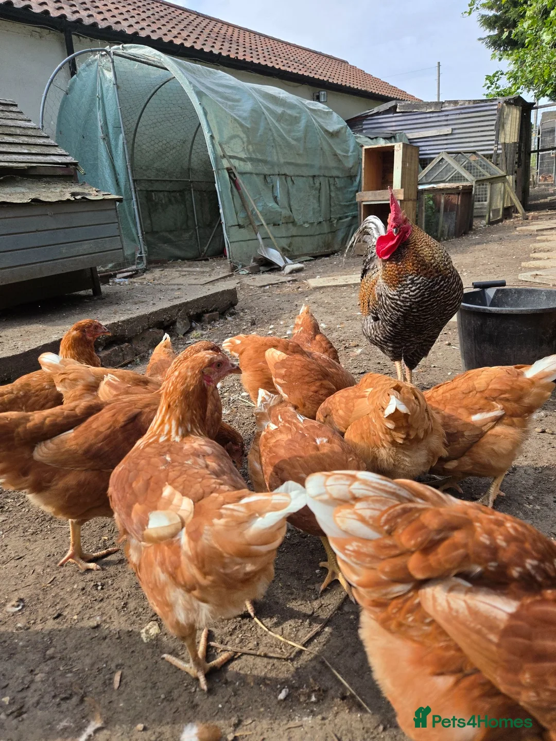Chickens poultry for sale: point of lay pullets Bovan Browns - Advert 2