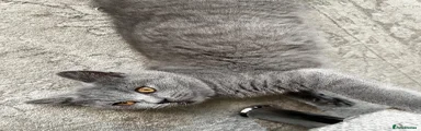 British Shorthair 1