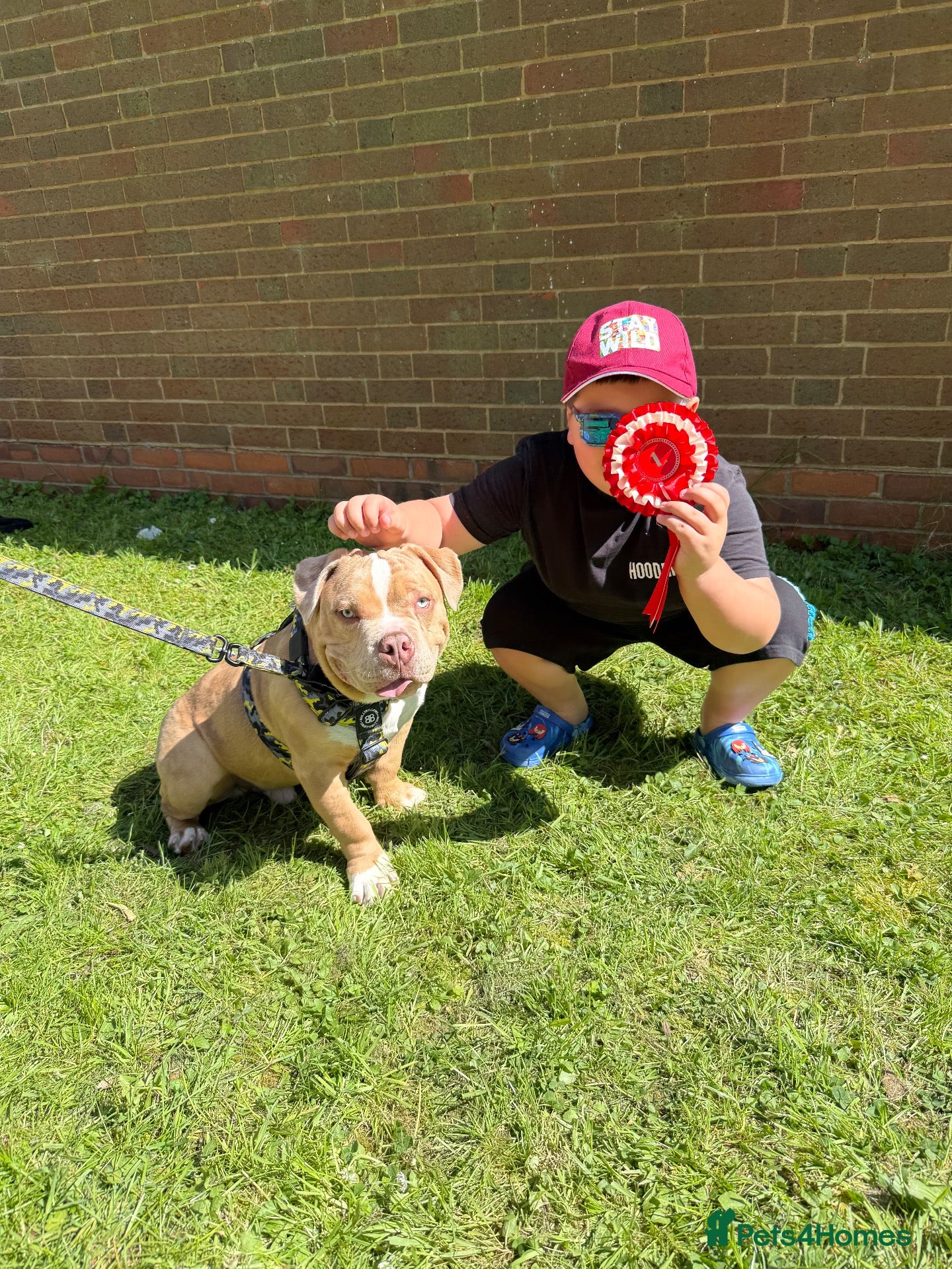 American Bully dogs for sale: Beautiful exotic pocket bully male - Advert 7