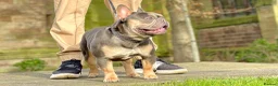 French Bulldog dogs for stud: Hector Starfex in Leigh - Advert 2