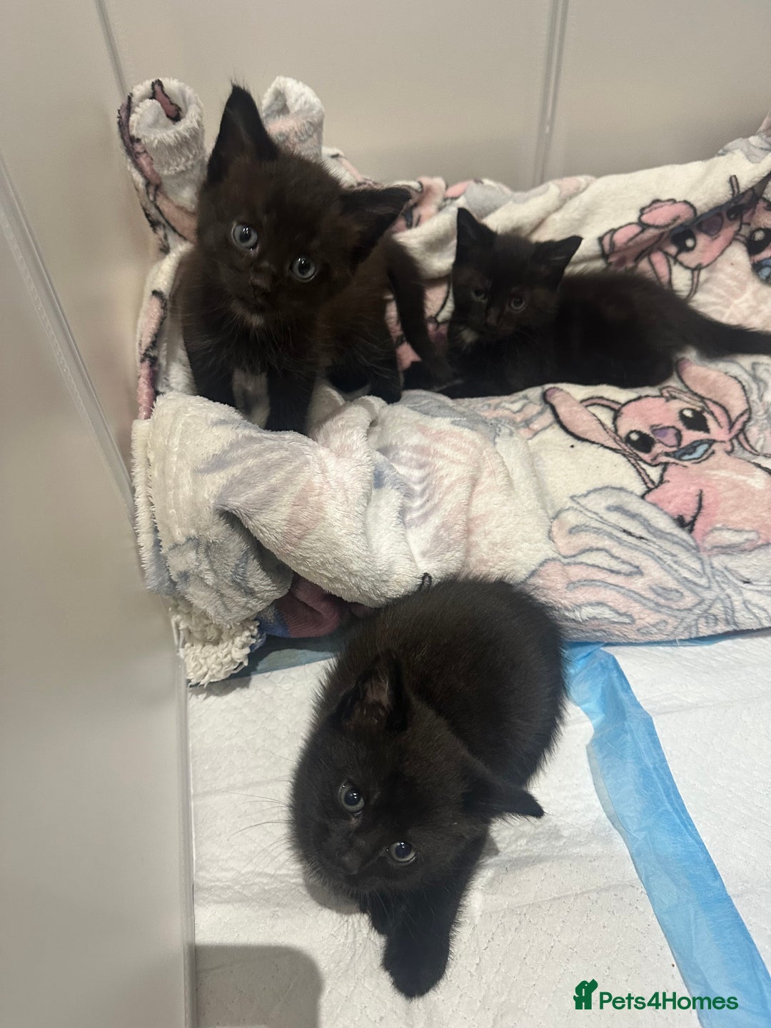 British Shorthair cats for sale: Kittens for sale  - Image 2