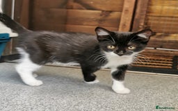 Mixed Breed cats for adoption: Apricot and Peach - sister kittens - Image 4