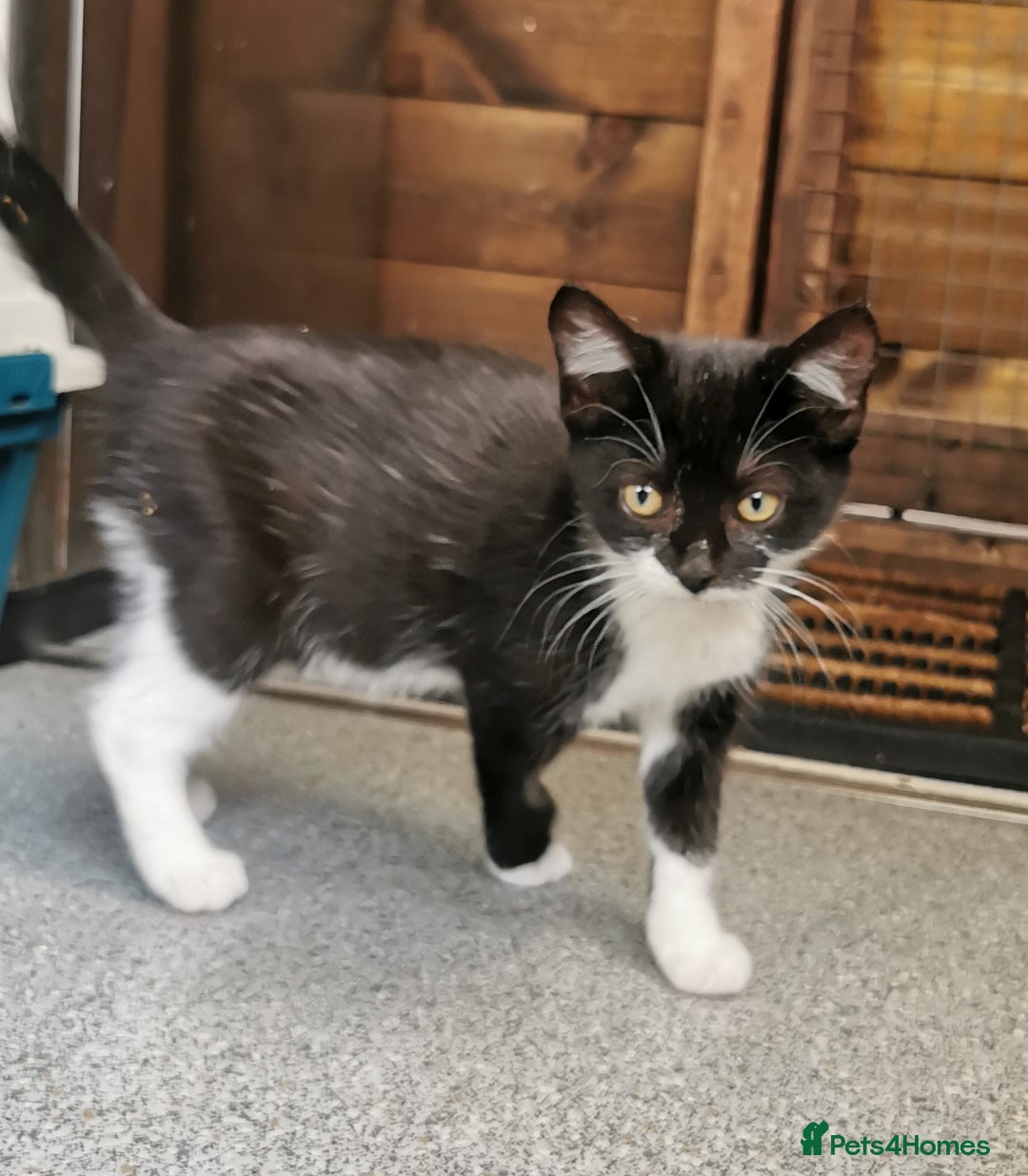 Mixed Breed cats for adoption: Apricot and Peach - sister kittens - Image 4