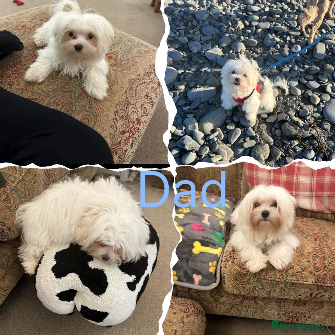 Maltipoo dogs for sale: F1 Tiny Maltipoo champagne puppies - Advert 10