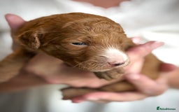 Mixed Breed dogs for sale: Health Tested miniature Goldendoodles  - Image 23