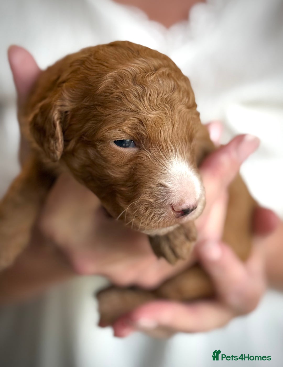 Mixed Breed dogs for sale: Health Tested miniature Goldendoodles  - Image 23