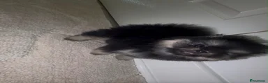 Pomeranian 1
