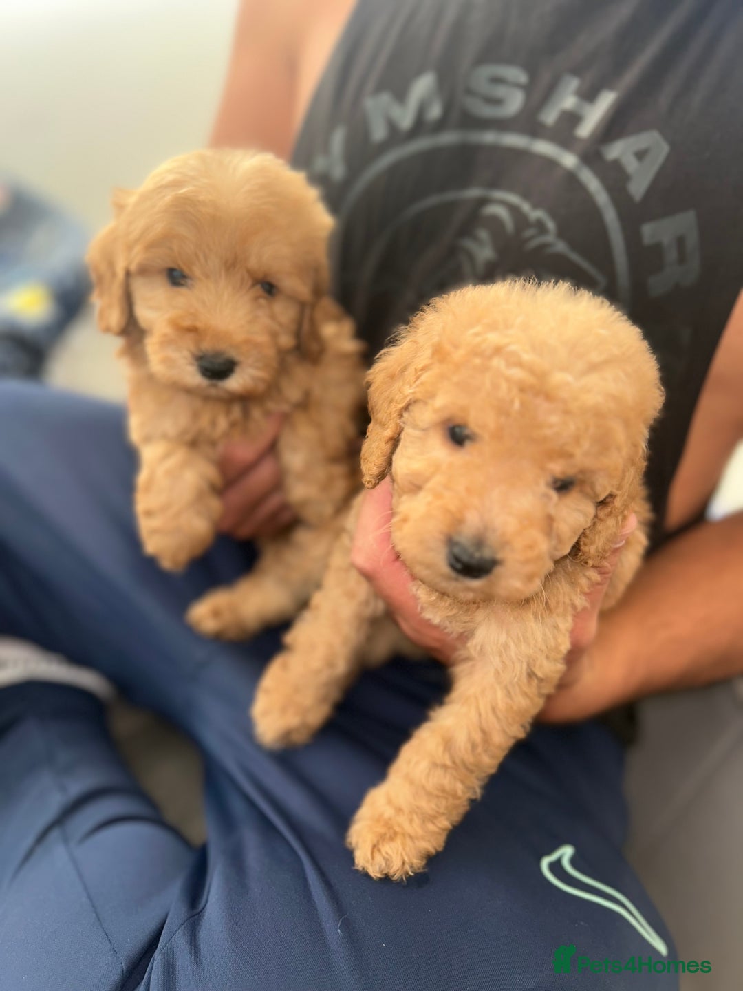 Cockapoo dogs for sale: 8 weeks old beautiful Cockapoo puppies  - Image 36