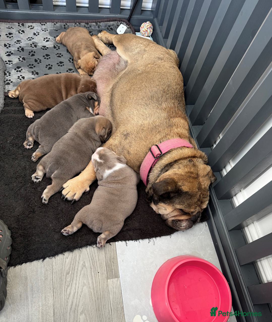 English Bulldog dogs for sale: KC REGISTERED ENGLISH BULLDOG PUPPY FOR SALE - Image 5