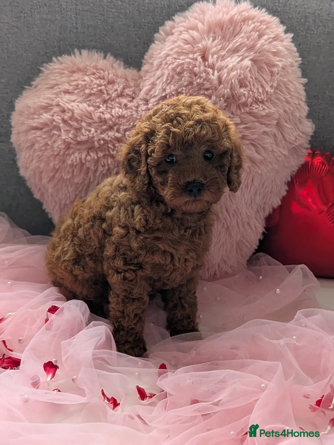 Miniature Poodle dogs for sale: Prestine pedigree poodles - Advert 18
