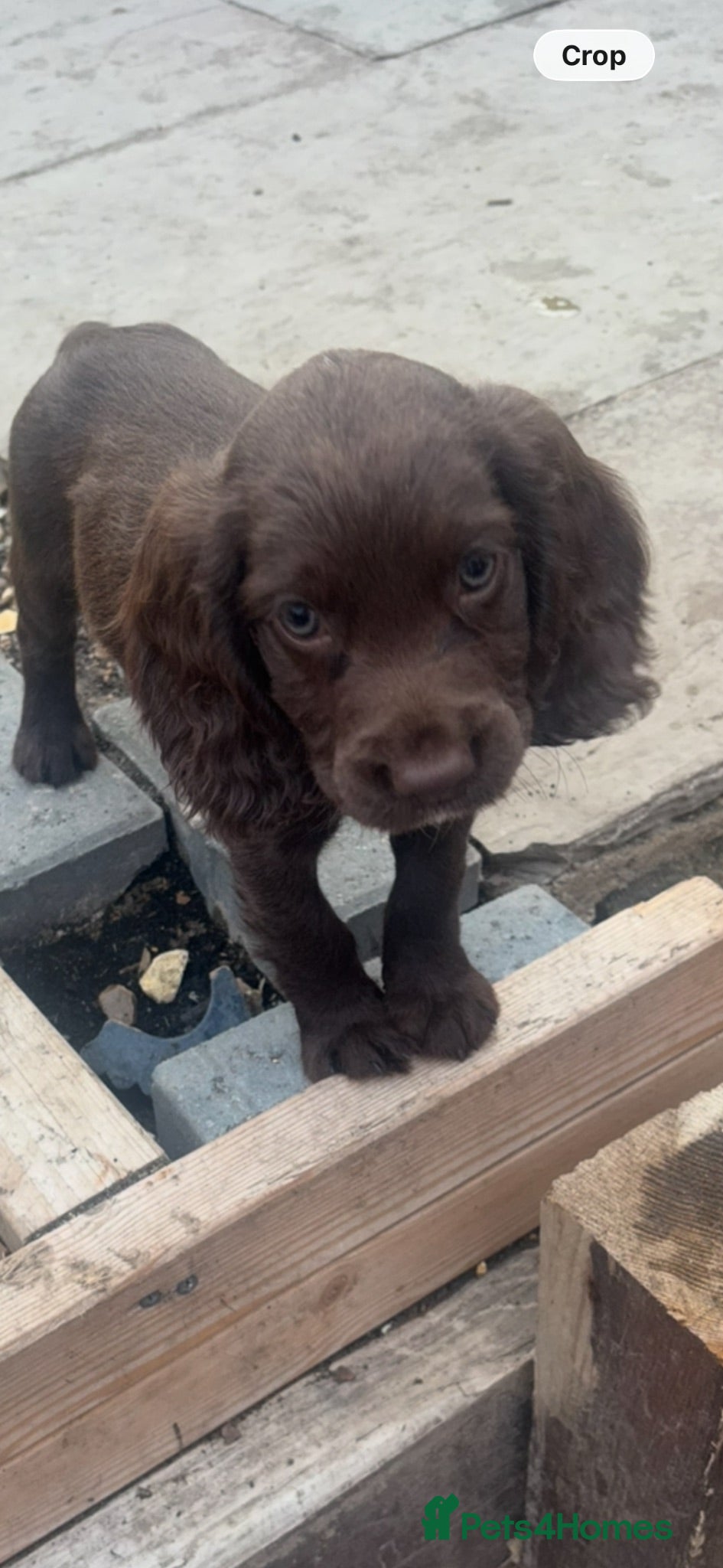 Cocker Spaniel dogs Boy cocker spaniel pups  - Advert 7