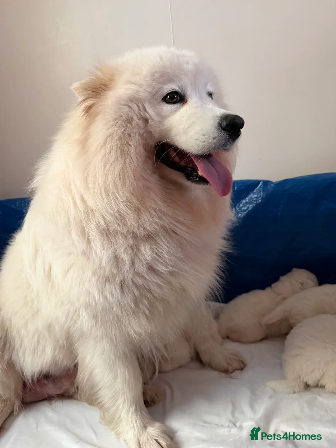 Samoyed dogs for sale: Beautiful samoyed pups  - Advert 1