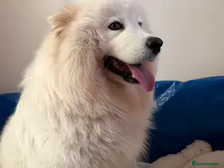 Samoyed dogs Beautiful samoyed pups - Advert 2