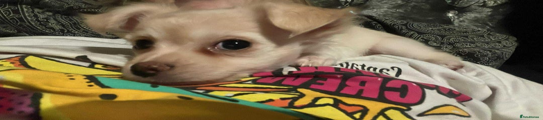 Chihuahua Puppy 2