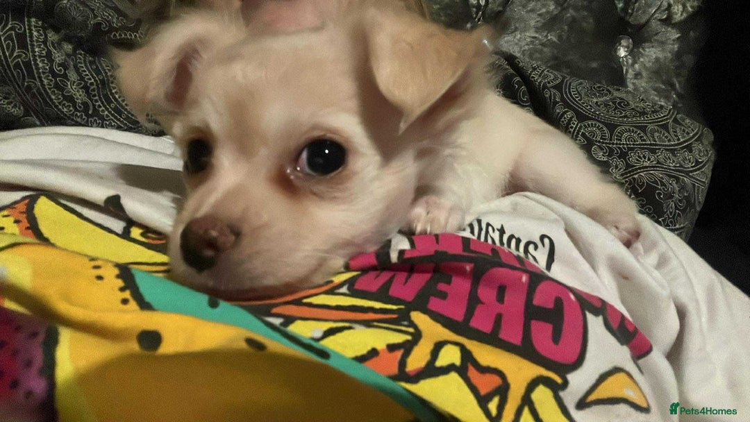 Chihuahua dogs for sale: Long haired chihuahua  - Image 8