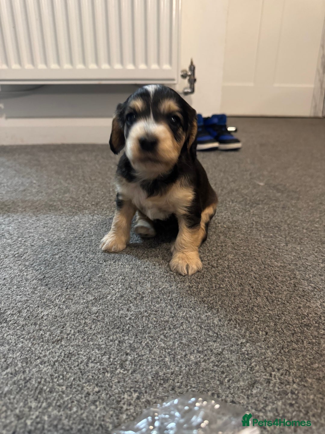 Cockapoo dogs for sale: Cockapoo puppies  - Image 2