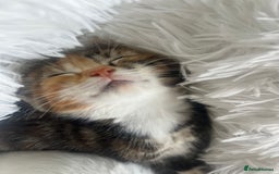 Turkish Van cats for sale: Half Turkish van kittens - Image 2