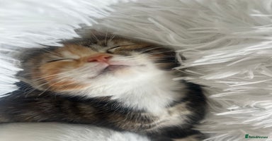 Turkish Van cats - Advert 8