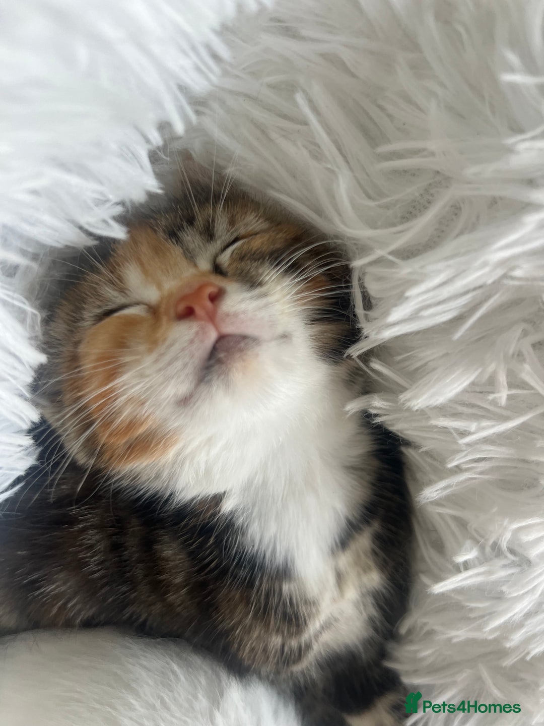 Turkish Van cats for sale: Half Turkish van kittens - Image 2