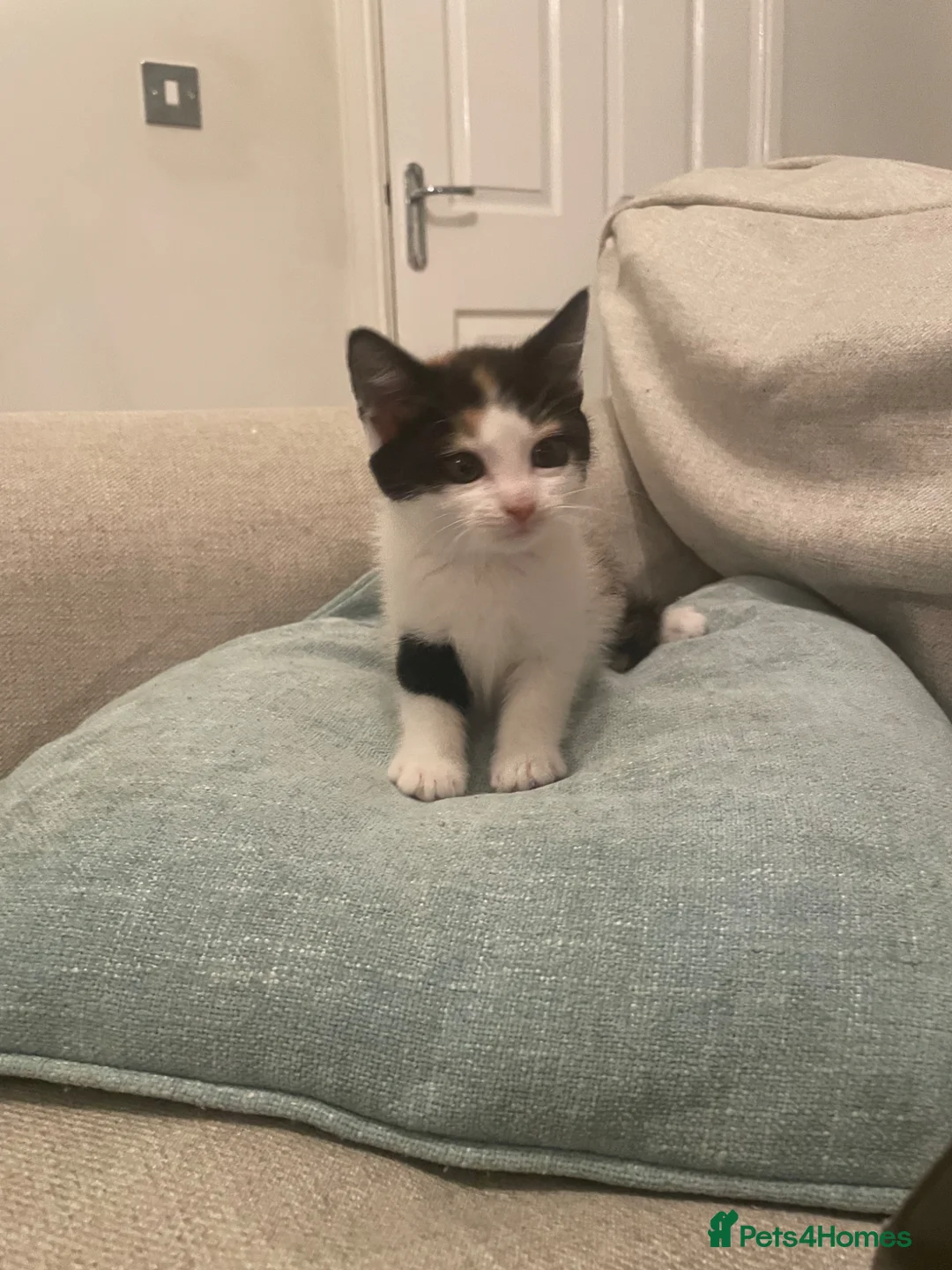 Maine Coon cats for sale: Adorable Ragdoll-Maine Coon mix kittens  - Advert 7