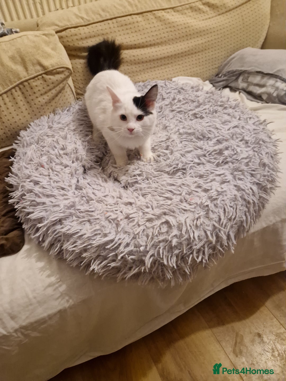 Mixed Breed cats for sale: Mix Ragdoll boy  - Advert 7