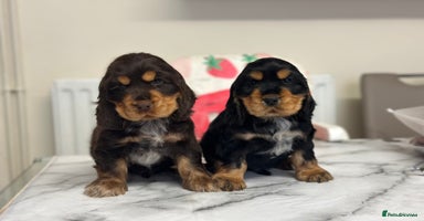 Cocker Spaniel dogs - Advert 4