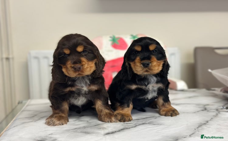 Cocker Spaniel dogs - Advert 2