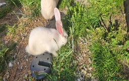 New Zealand rabbits for sale: New Zealand white rabbits For Sale  - Image 9