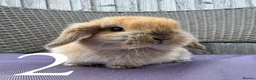Mini Lop rabbits for sale: Beautiful Mini Lop baby rabbits boy and girl - Advert 6