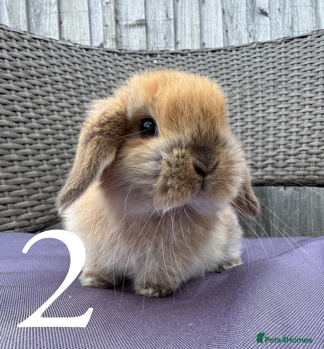 Mini Lop rabbits for sale: Beautiful Mini Lop baby rabbits boy and girl - Advert 6