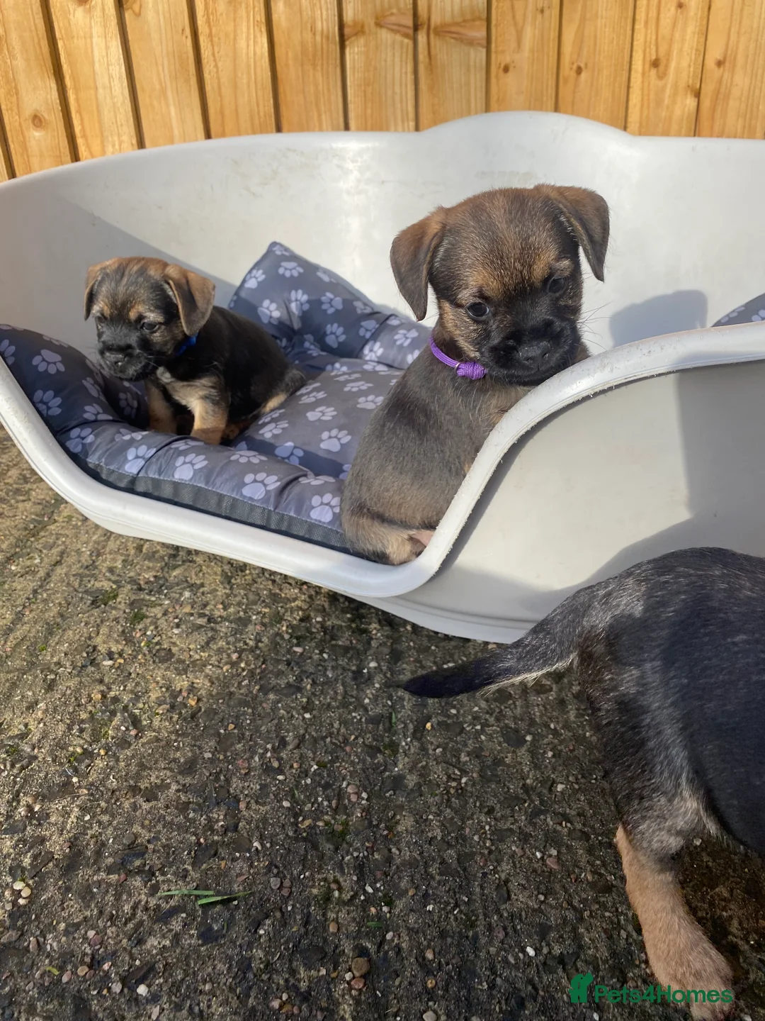 Border Terrier dogs for sale: ⭐️BORDER TERRIER PUPPIES  - Advert 8