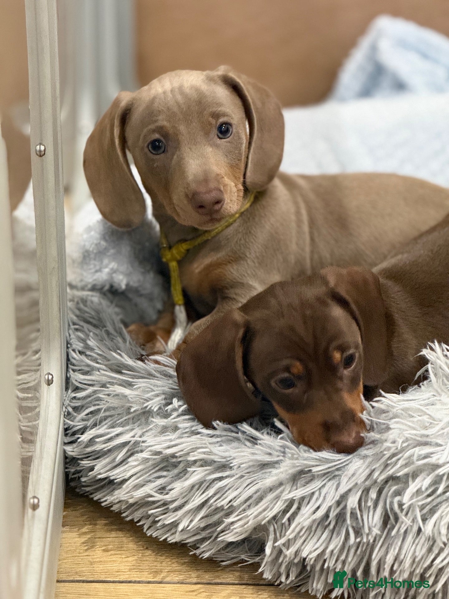 Miniature Dachshund dogs for sale: 2 left Absolutely stunning miniature dachshund - Advert 15