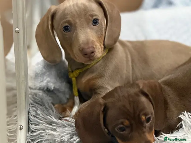 Miniature Dachshund dogs for sale: 2 left Absolutely stunning miniature dachshund - Advert 15