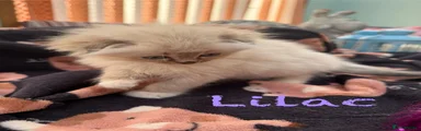 Lilac 