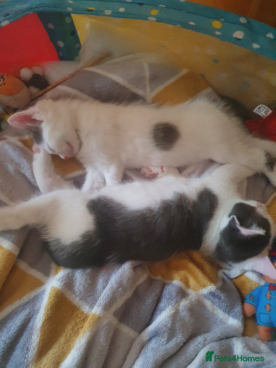 Mixed Breed cats for sale: 2 Beautiful Little Kittens - Image 29