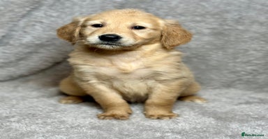 Golden Retriever dogs Beautiful chunkygolden’s READY TO LEAVE NEXT WEEK  - Advert 6