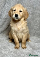Golden Retriever dogs Beautiful chunkygolden’s READY TO LEAVE NEXT WEEK - Advert 3