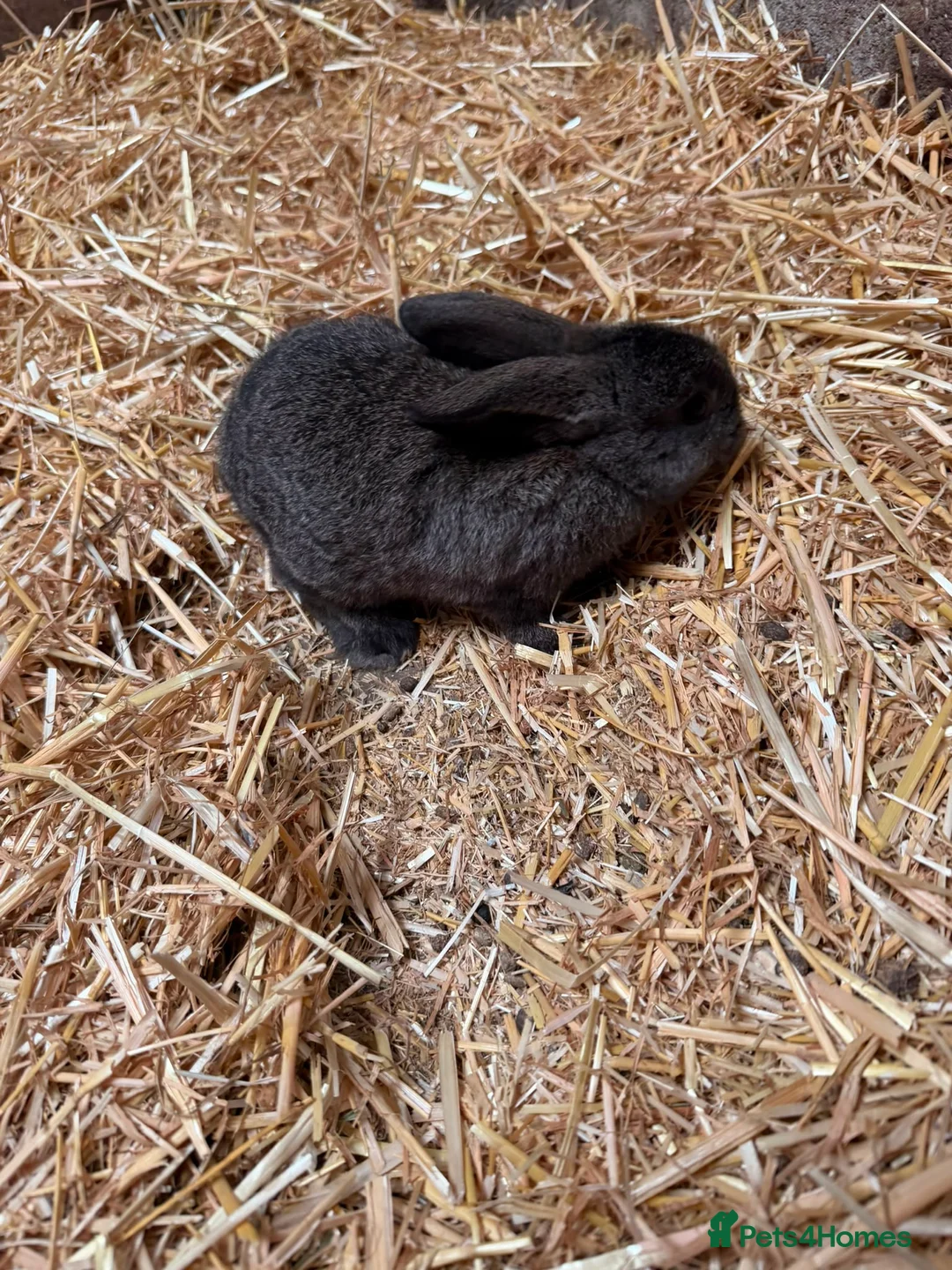 Mini Lion Lop rabbits for sale: Mini lop and lion lop in Consett - Advert 7
