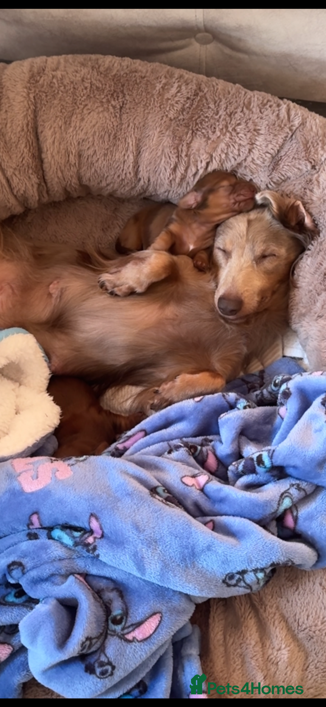 Miniature Dachshund dogs for sale: Long Haired ( Choclate Based ) Mini Dachshunds  - Advert 11