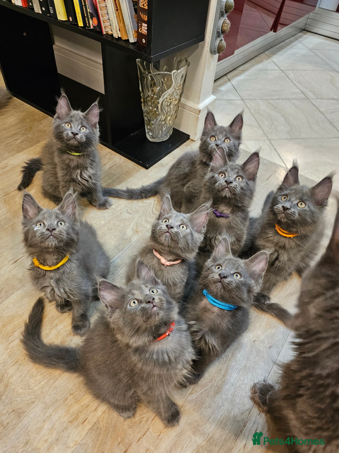 Maine Coon cats for sale: 🔥*Stunning Litter of 8💎Solid Blue Maine Coon*🔥  - Image 31