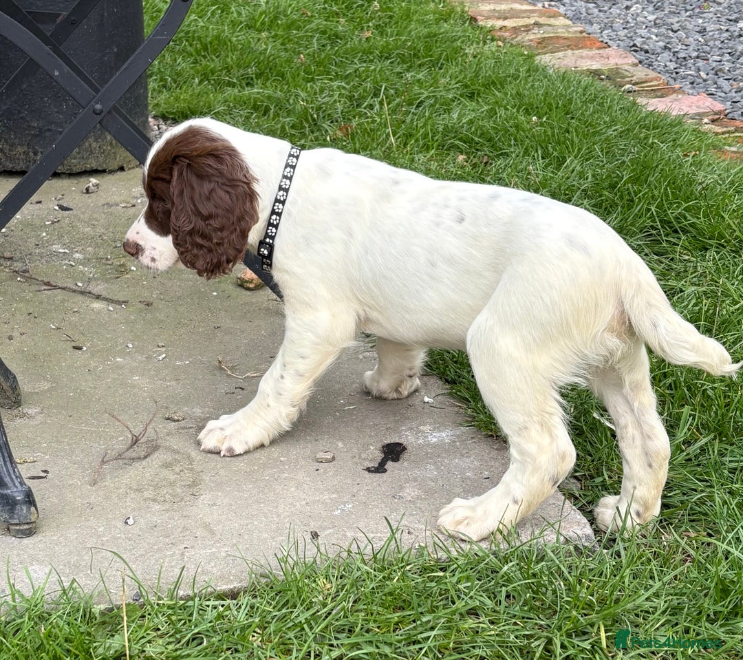 English Springer Spaniel dogs for sale: GAMEKEEPER BRED SPRINGER SPANIEL PUPS - Image 17