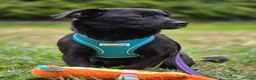 Mixed Breed dogs for adoption: ❤️🐶 MONICA – PURE AFFECTION IN A SMALL BODY in Burton-on-Trent - Advert 2