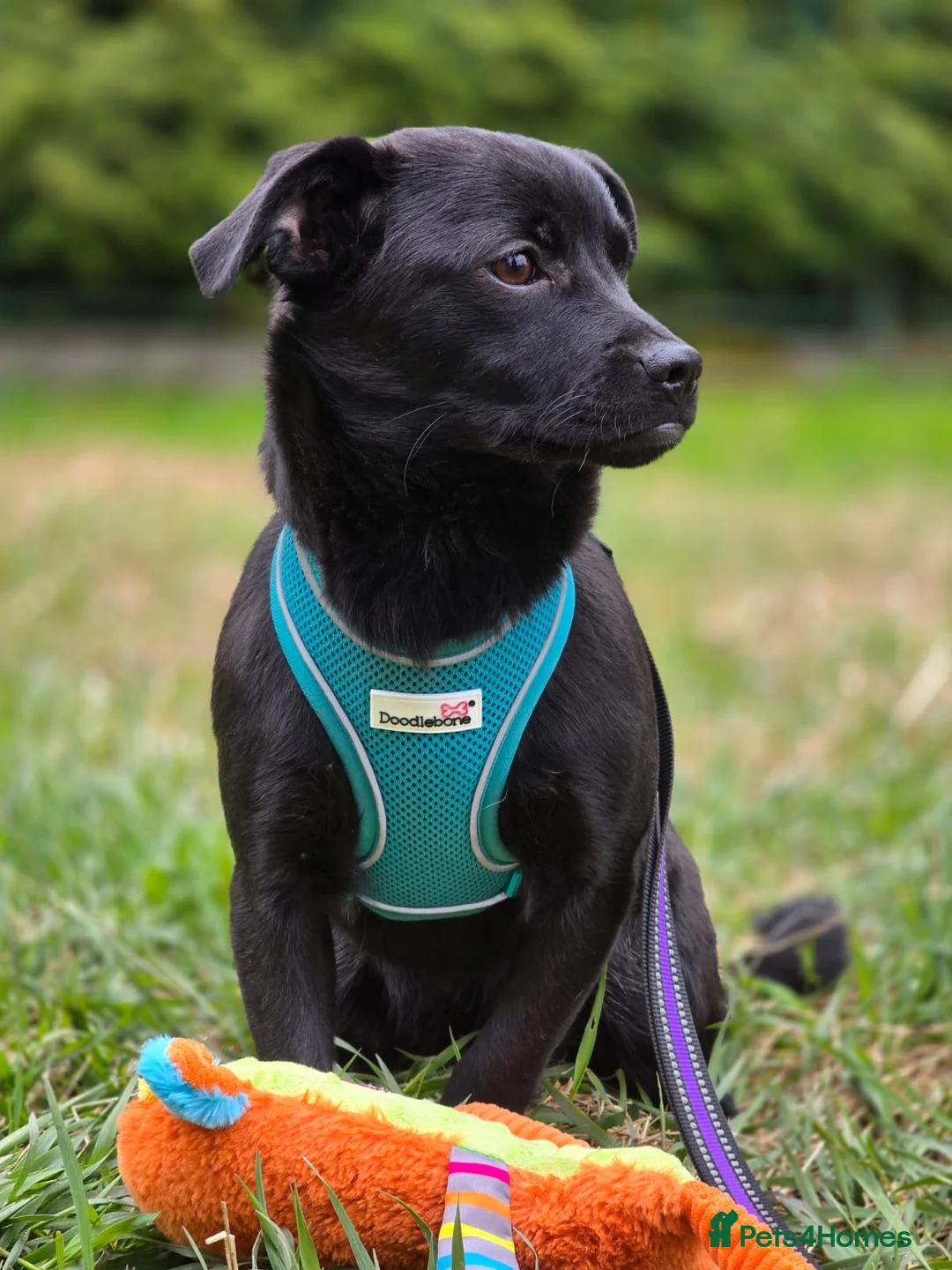 Mixed Breed dogs for adoption: ❤️🐶 MONICA – PURE AFFECTION IN A SMALL BODY in Burton-on-Trent - Advert 2