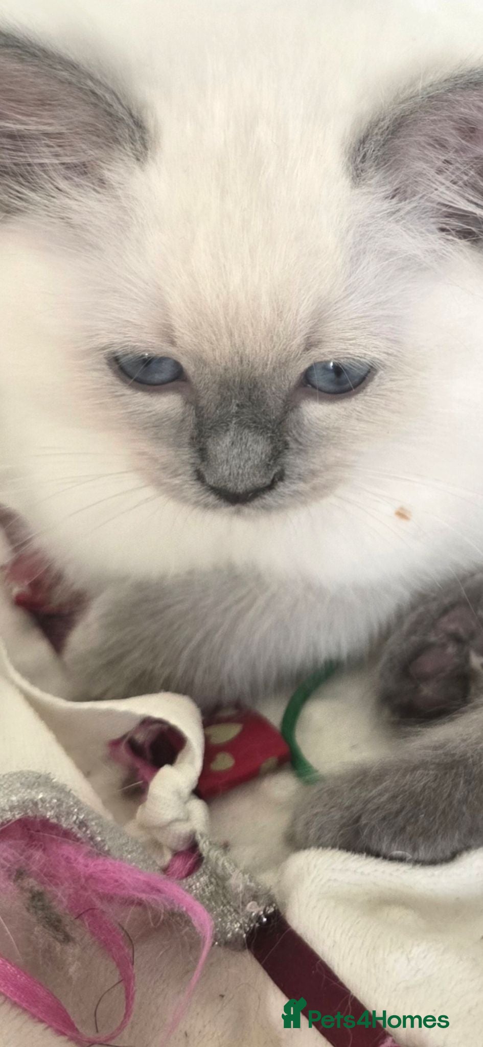 Ragdoll cats Gorgeous Ragdoll Kittens... READY TO LEAVE NOW! - Advert 15