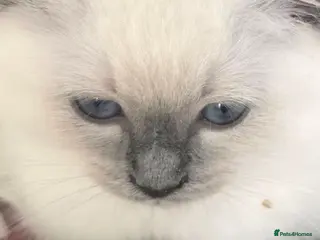 Ragdoll cats Gorgeous Ragdoll Kittens... READY TO LEAVE NOW! - Advert 15