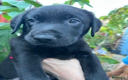 Labrador Retriever dogs for sale: Pinky Nose/olive eyes Very Unique Yellow puppy  - Image 10