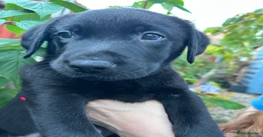 Labrador Retriever dogs - Advert 7