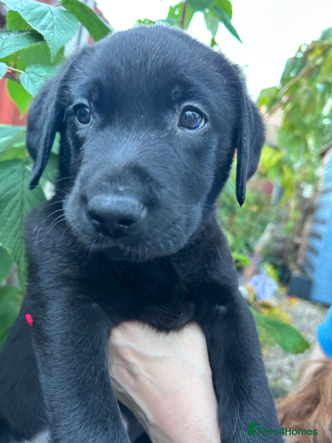 Labrador Retriever dogs for sale: Pinky Nose/olive eyes Very Unique Yellow puppy  - Image 10