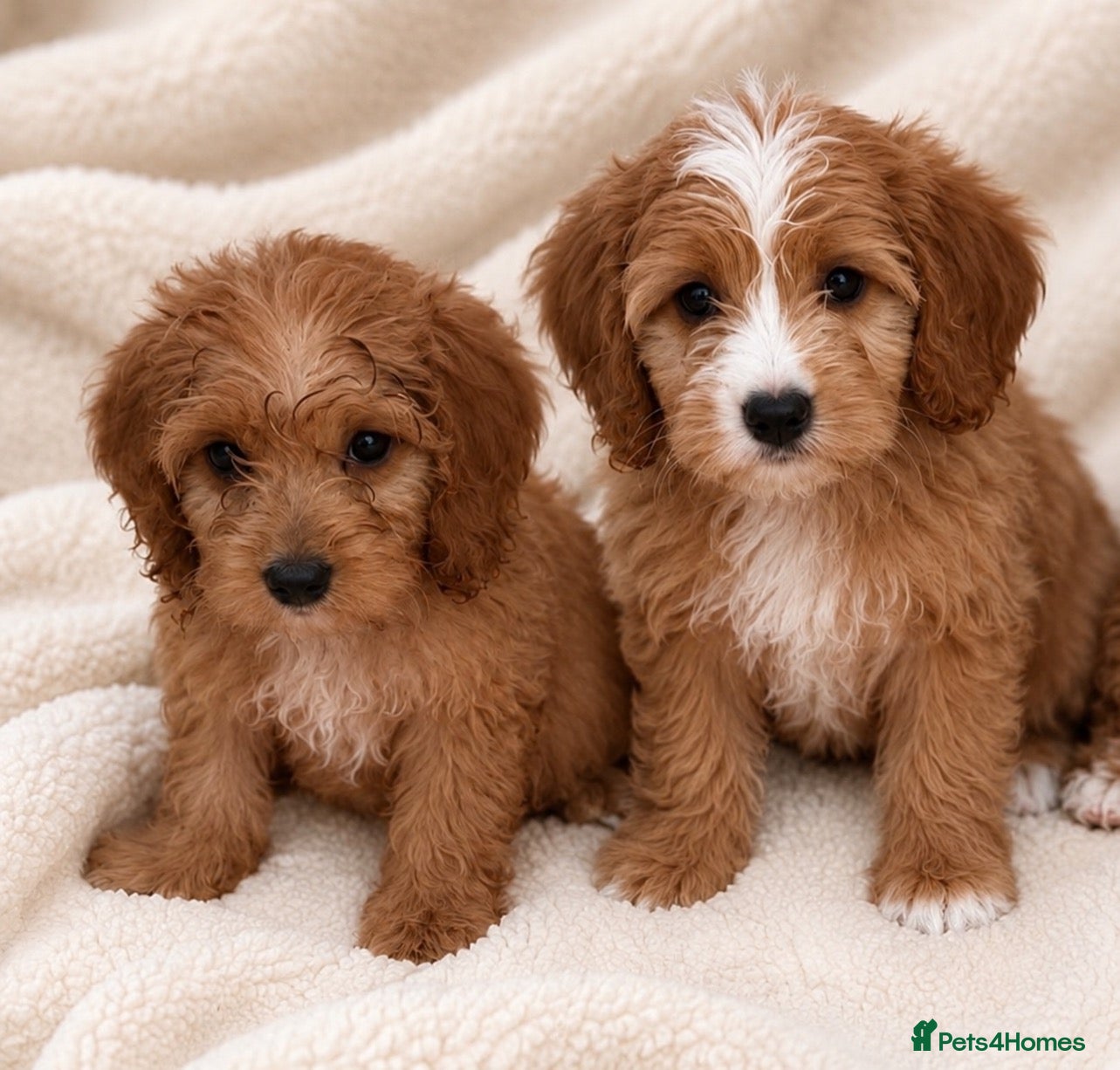 Cockapoo dogs F1 cockerpoo  - Advert 1