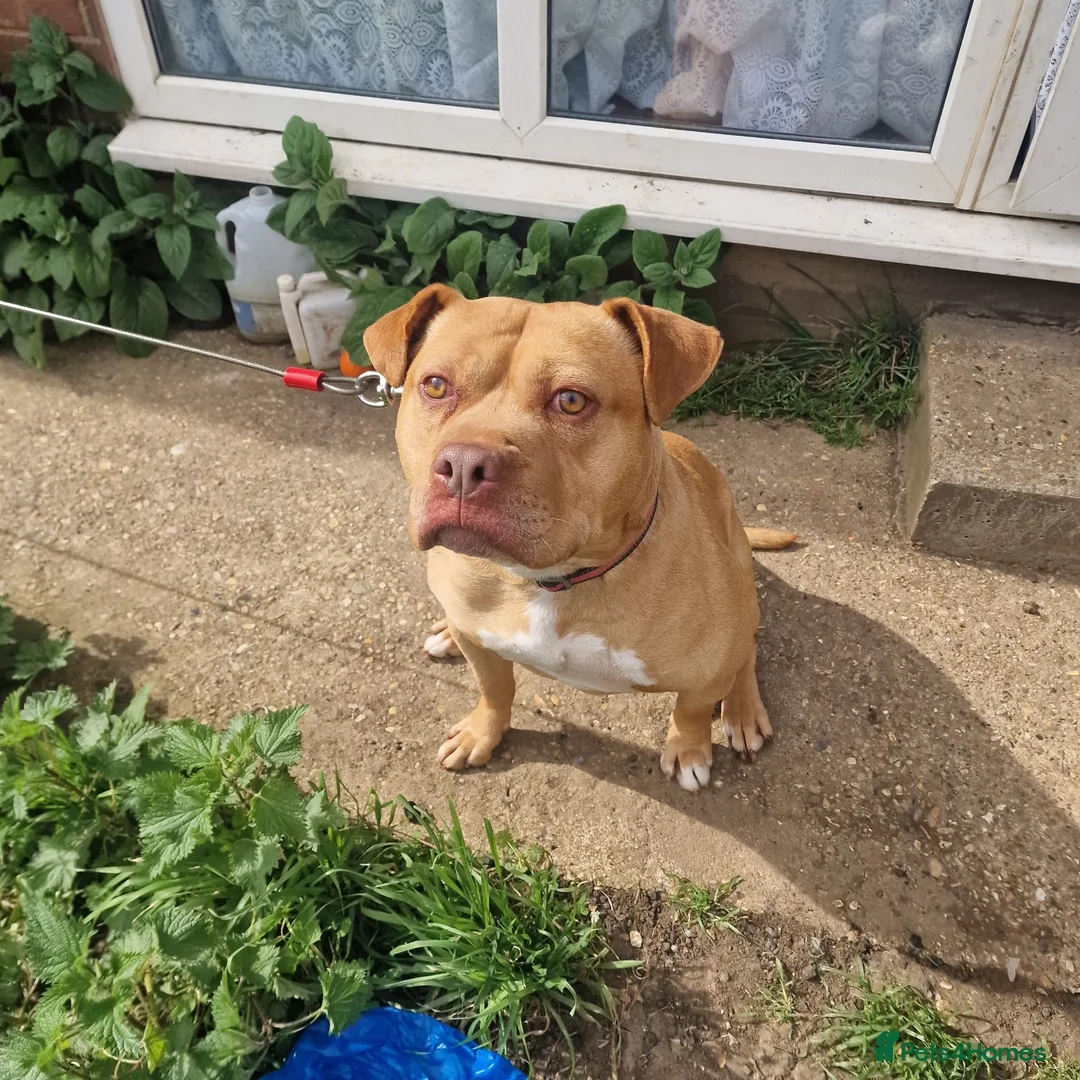 American Bull Staffy dogs for stud: Beautiful temperament  in Luton - Advert 2
